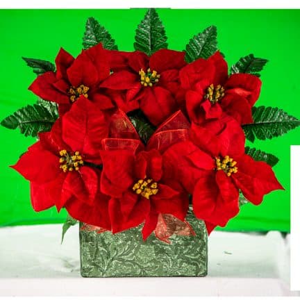 Red Poinsettias with Red Bow