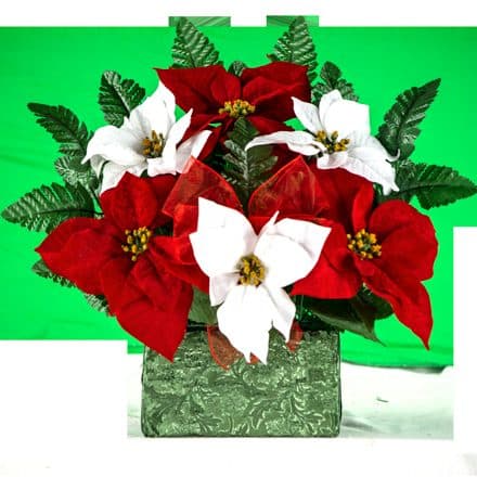Red and White Poinsettias with Red Bow