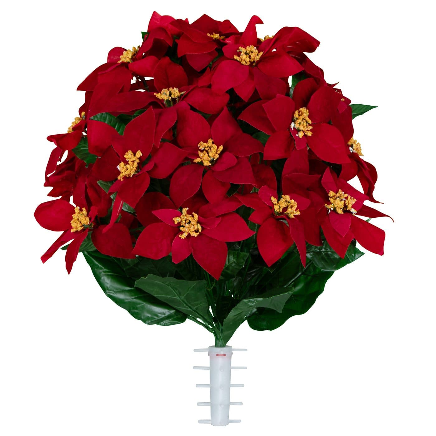 Red Poinsettia