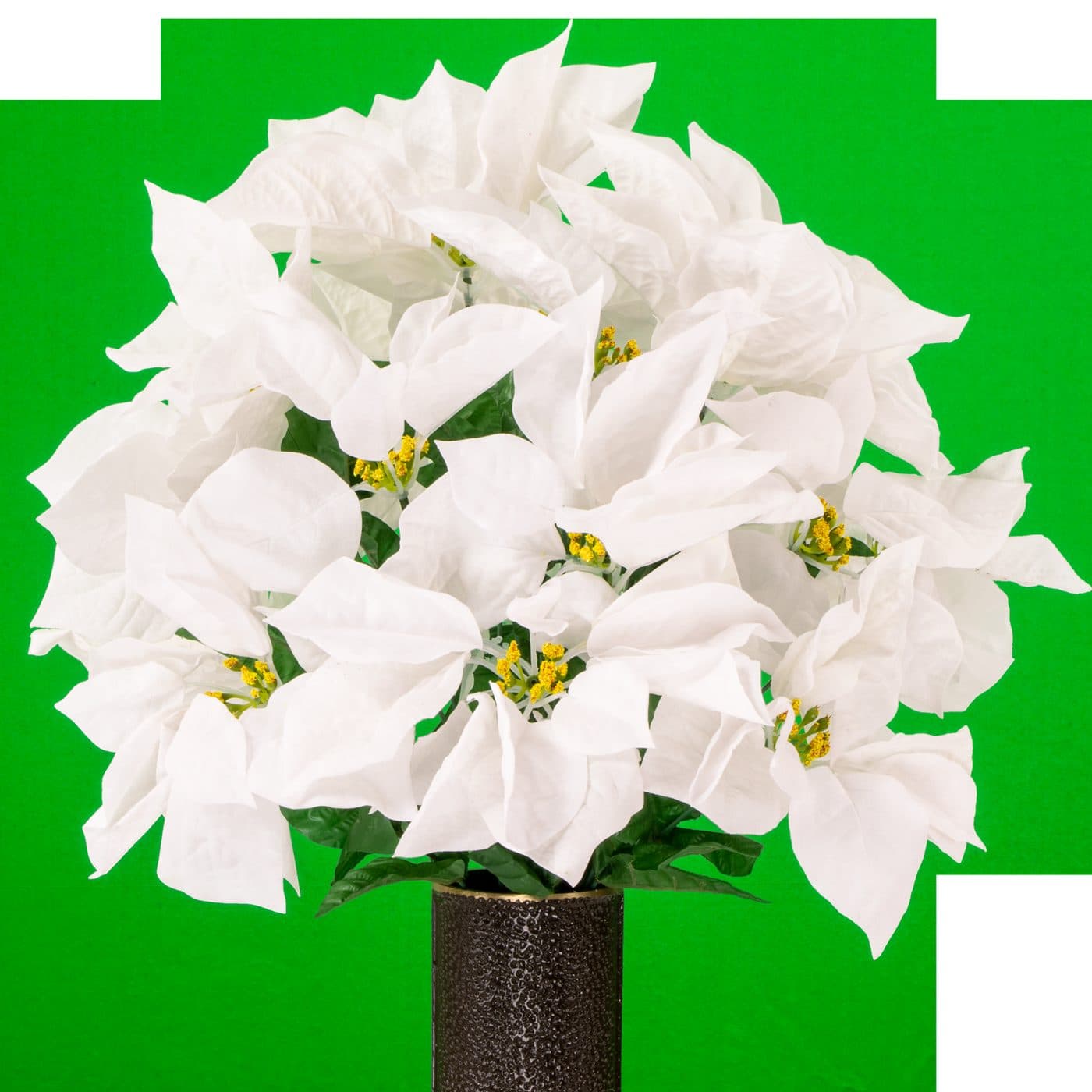 White Poinsettia