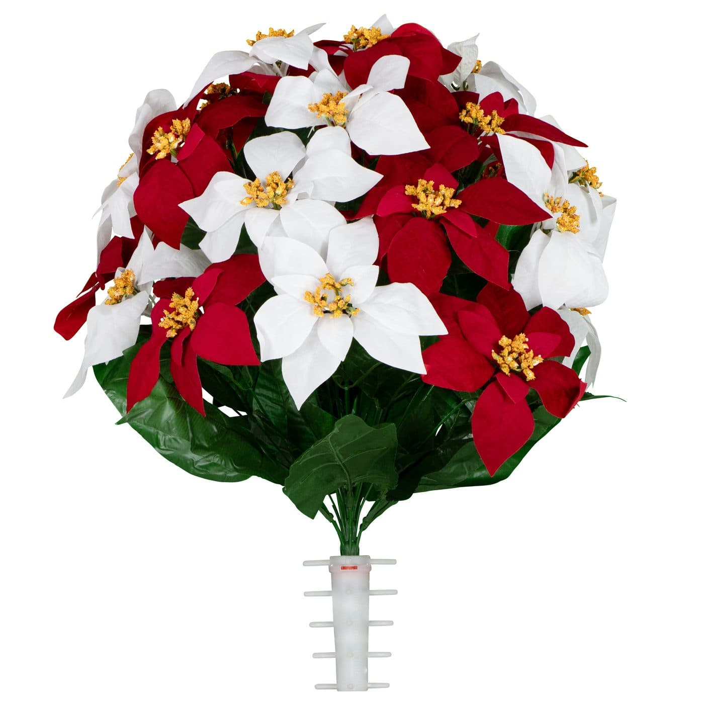 Red and White Poinsettia
