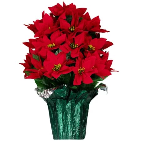 Red Poinsettia