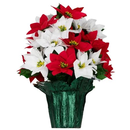 Red and White Poinsettia