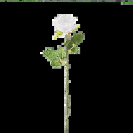 Single Stem White Rose